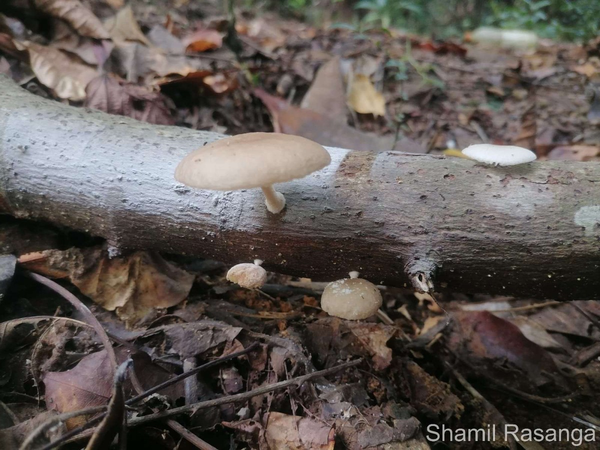 Oudemansiella